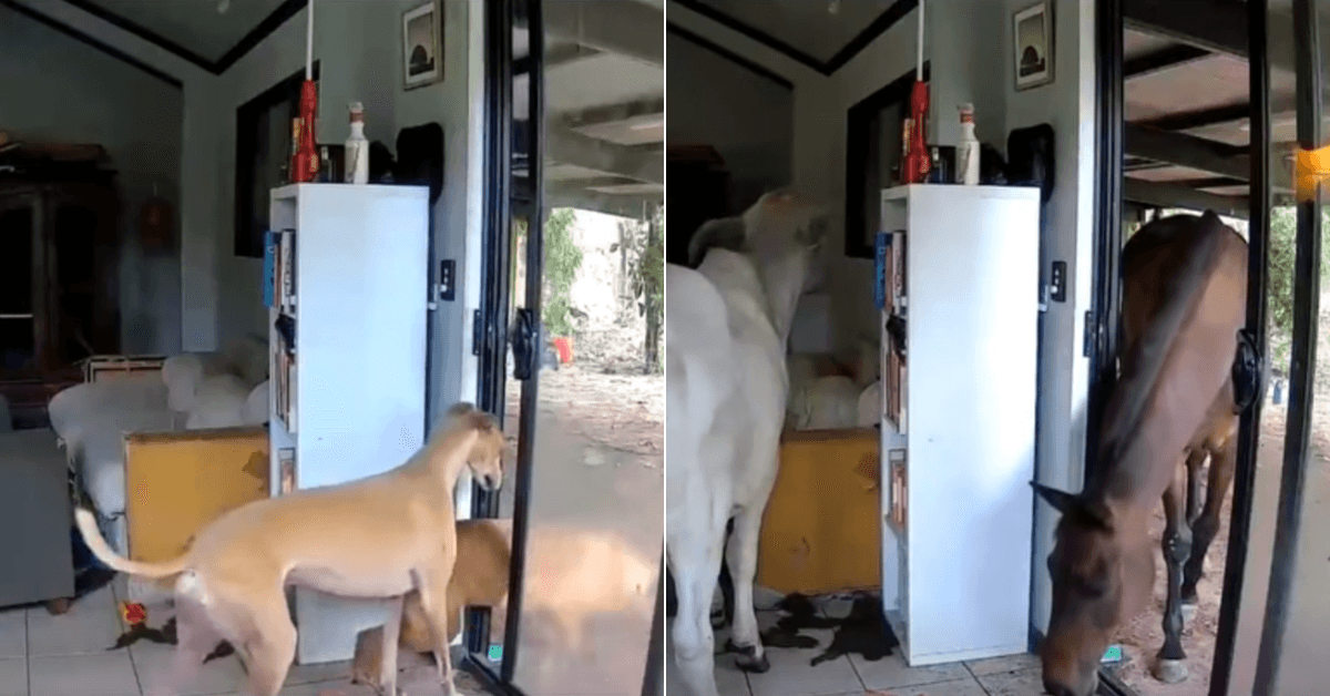 A description of the image