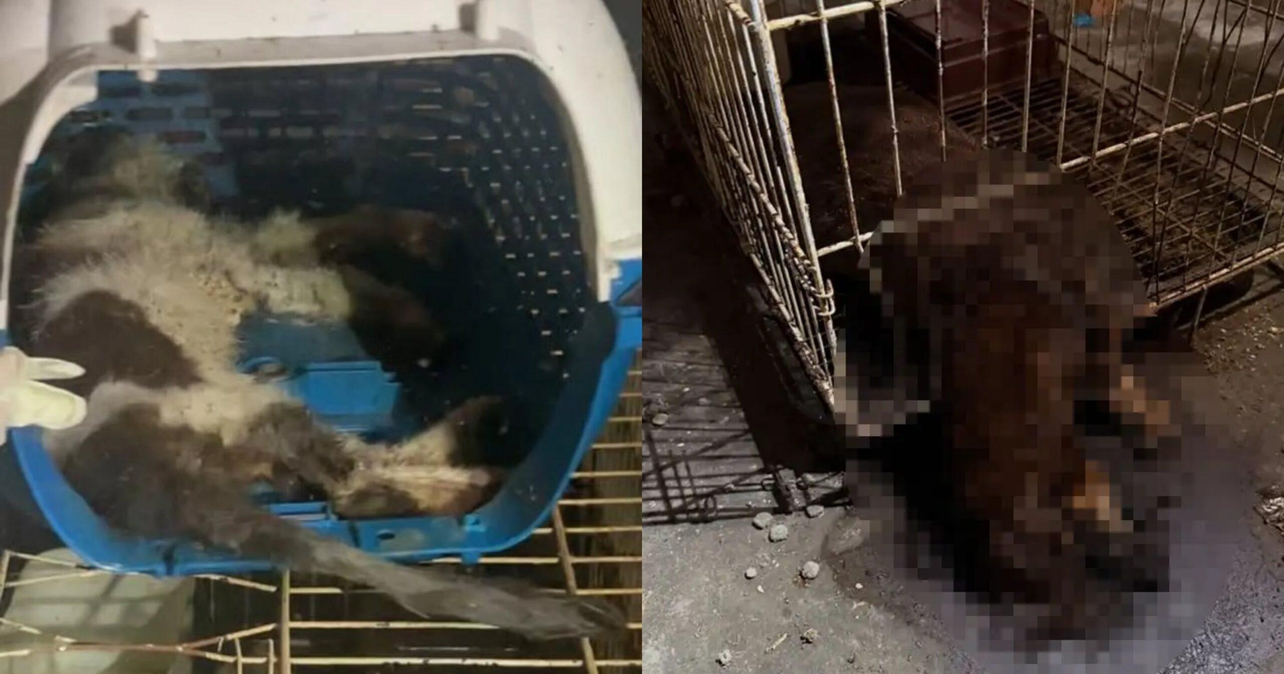 A description of the image