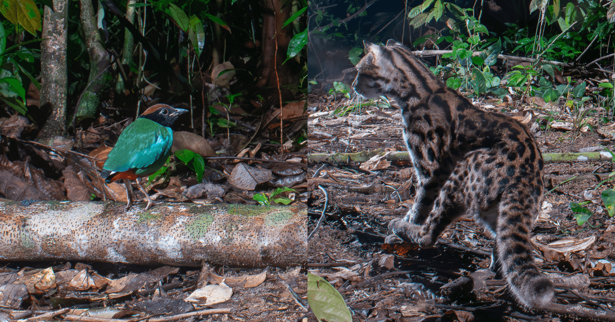 A description of the image