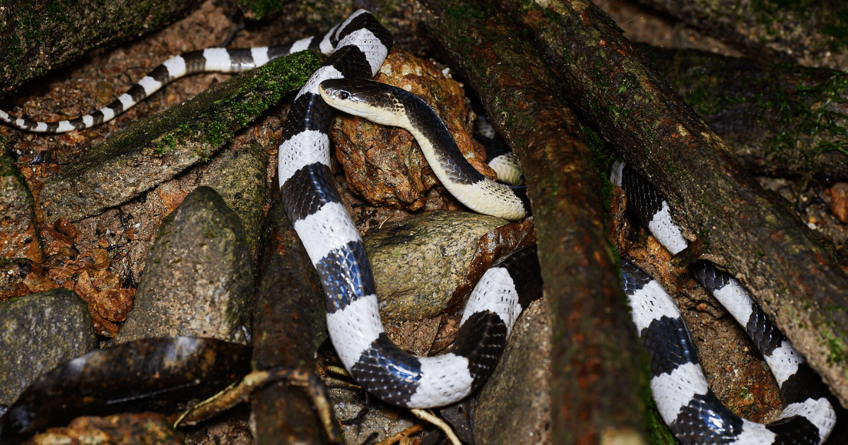 A description of the image