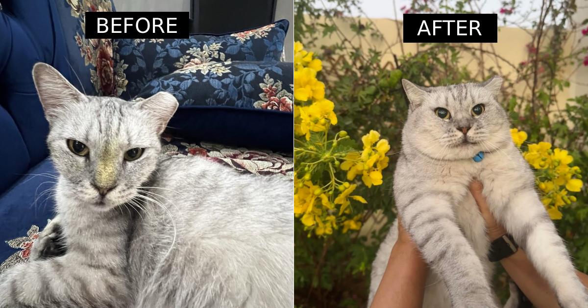 A description of the image