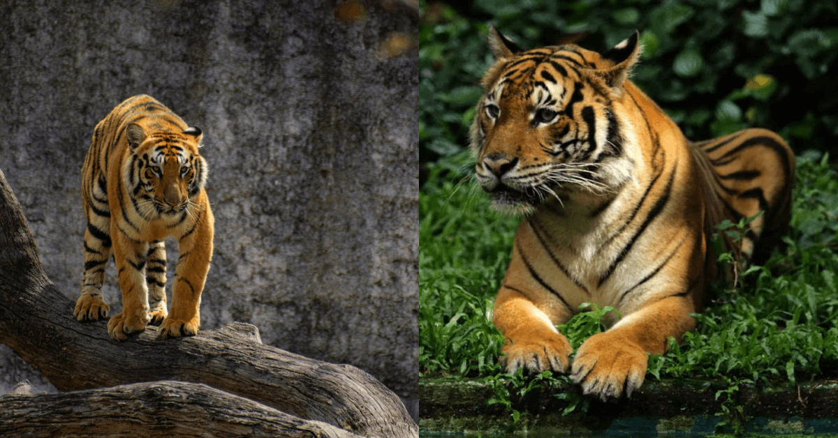 A description of the image