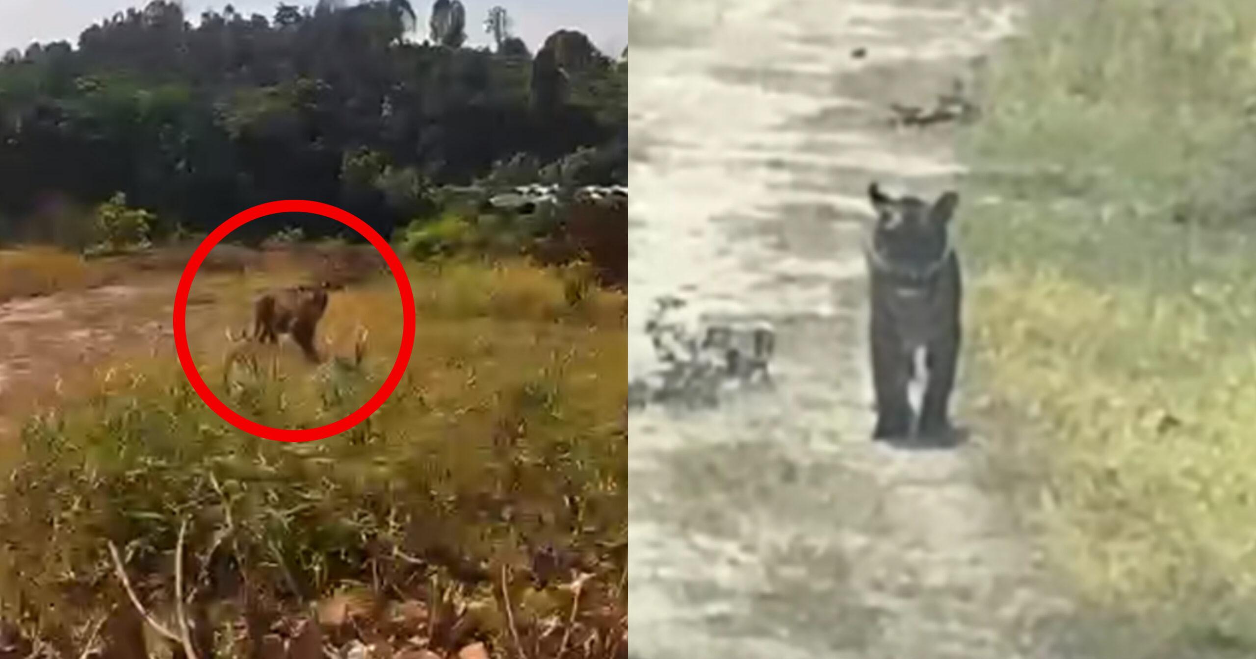 A description of the image