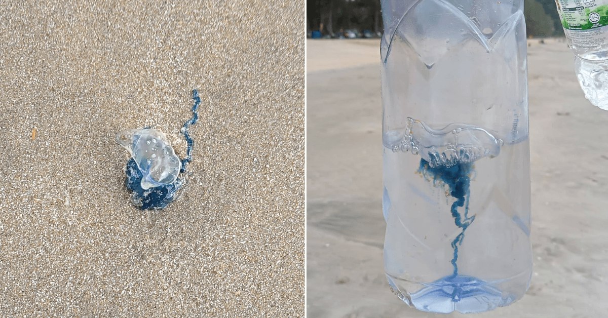 A description of the image