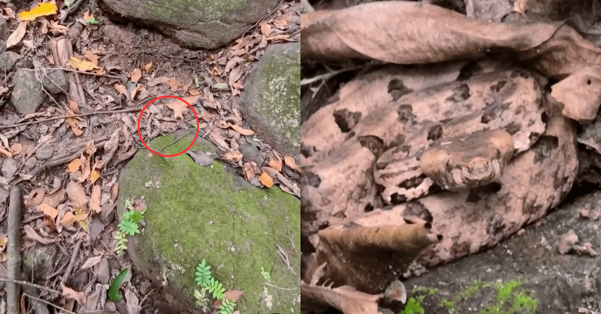 A description of the image