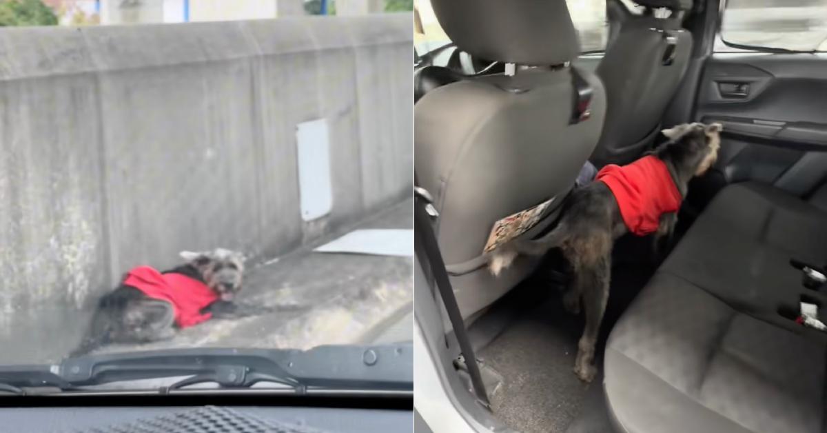 A description of the image