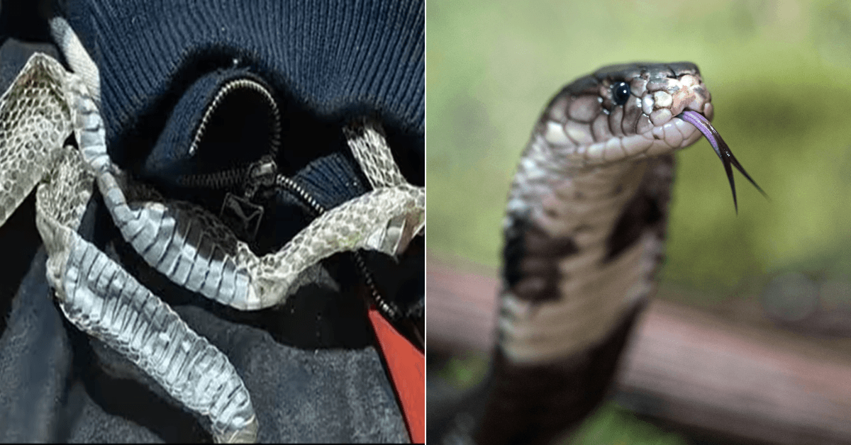 A description of the image