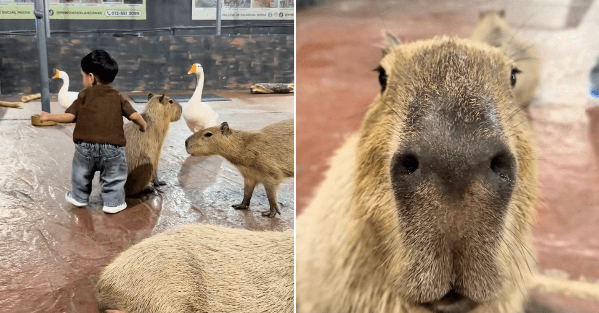 A description of the image