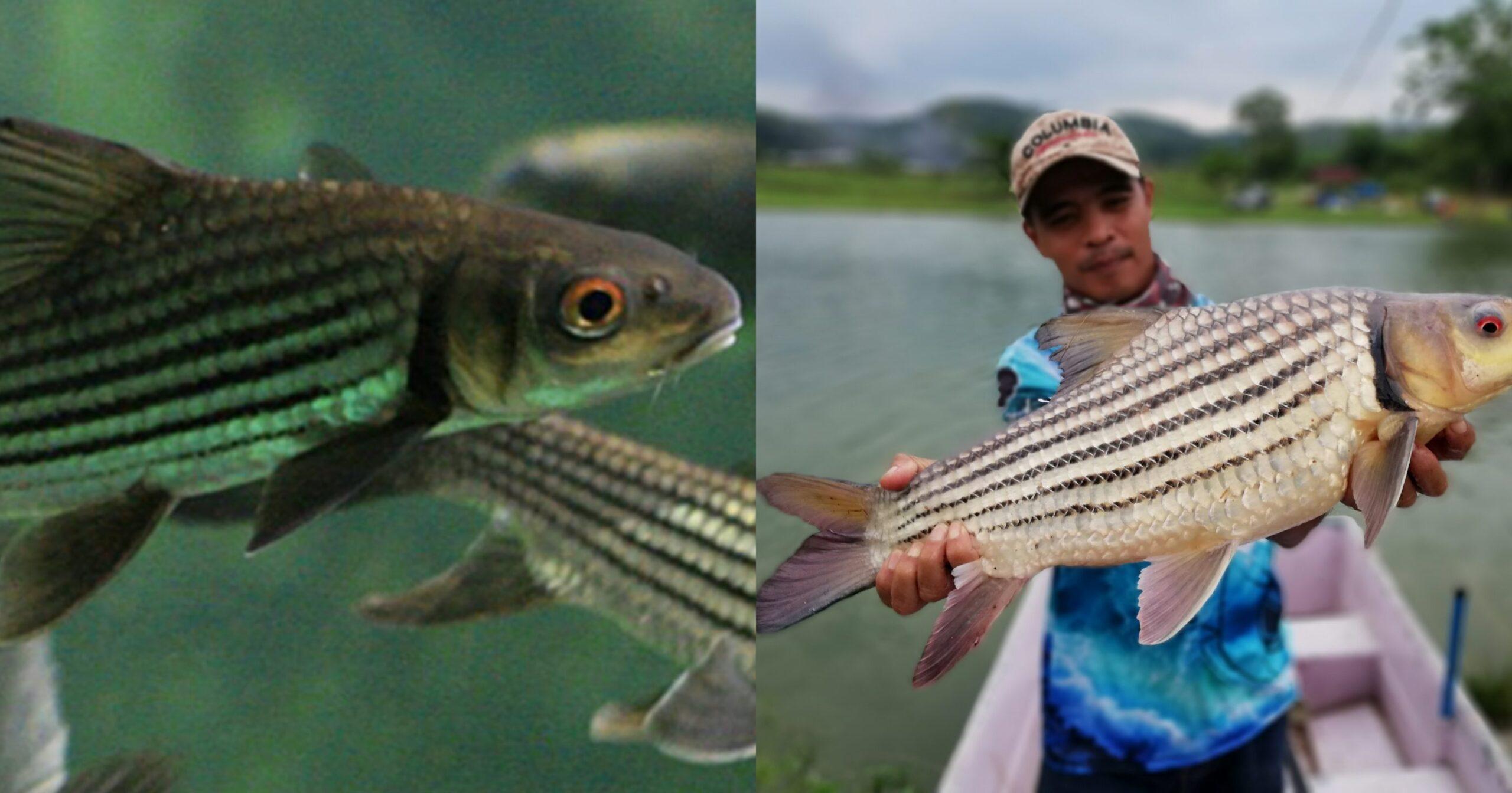 A description of the image