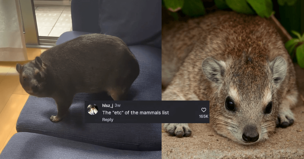 A description of the image