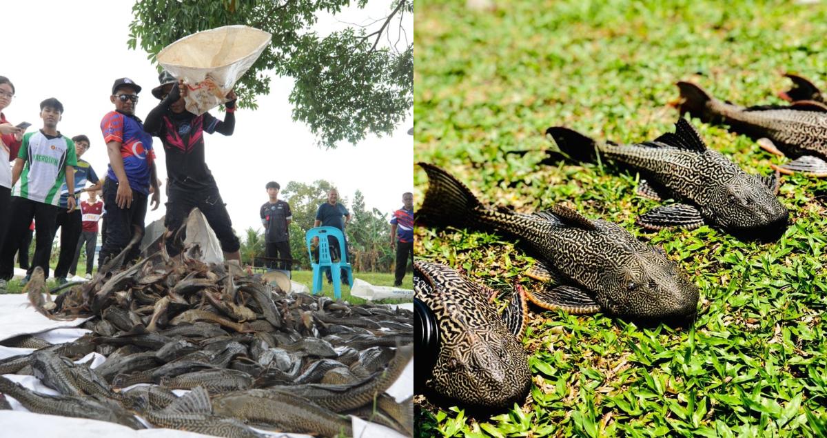 A description of the image