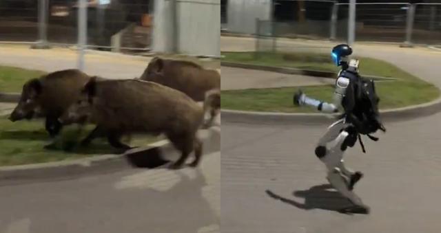 Edward Si Robot Jadi ‘Hero’ Jaga Komuniti Setempat, Bantu Halau Babi Liar