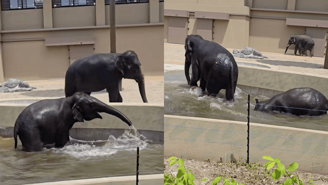 Tiga Gajah Malaysia Di Jepun Raih Perhatian, Beri Respons Bila Nama Dipanggil – “Kelat Macam Merajuk”