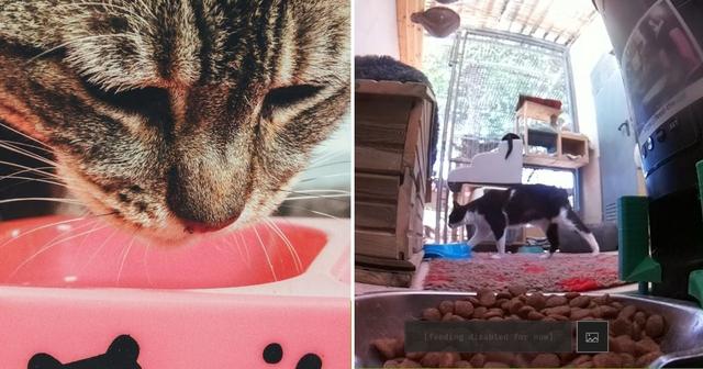 [WATCH] This Website Allows You To Remotely Feed Cats Around The World